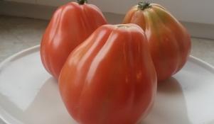 Pomidory odmiany Bawole serce