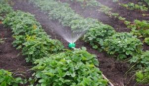Deszczowanie uprawy truskawek