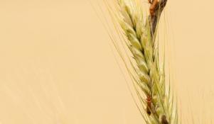 Sporysz zbóż i traw - żyto