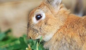 Żywienie królika zielonką