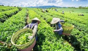 Plantacja herbaty w Wietnamie