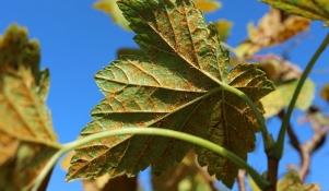 Objawy rdzy wejmutkowo-porzeczkowej na liściach czarnej porzeczki