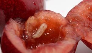 Nasionnica trześniówka w owocu wiśni