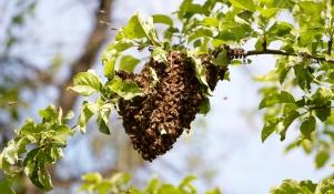 Rój pszczół na gałęzi