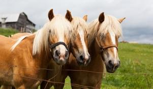 Konie belgijskie