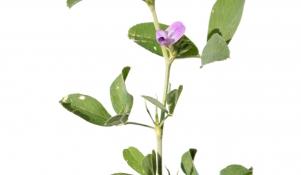 Kwiat lucerny mieszańcowej