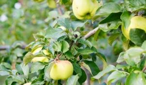 Jabłoń odmiany Antonówka 