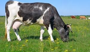 Krowa mleczna na pastwisku