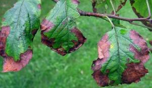 Porażone przez chorobę liście jabłoni