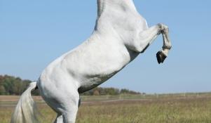 Koń lipicański na stojąco