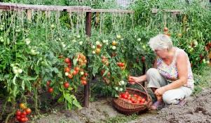 Zbiór pomidorów gruntowych
