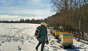 Karmienie pszczół w zimie