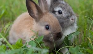 Młode króliki