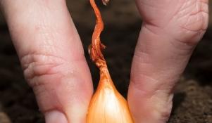 Sadzenie cebuli