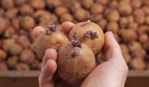 Ziemniaki - sadzeniaki