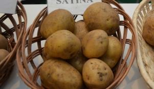 Ziemniaki odmiany Satina