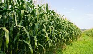 Kukurydza w ostatniej fazie wzrostu