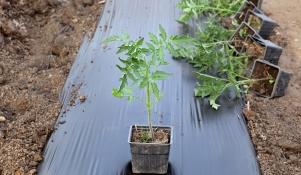 Sadzenie Pomidorów