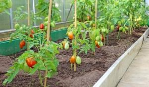 Uprawa pomidorów w szklarni