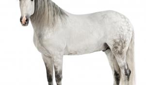 Koń andaluzyjski - sylwetka
