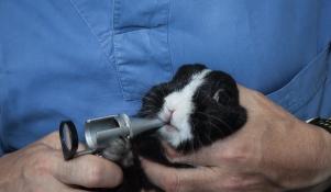 Badanie weterynaryjne królika