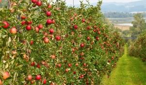 Jabłonie w sadzie