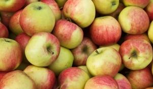 Jabłka odmiany Jonagold 