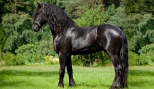 Koń fryzyjski - sylwetka