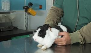 Badanie królika u weterynarza