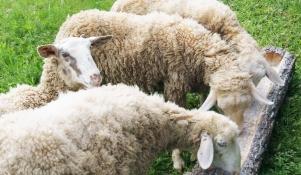 Żywienie owiec