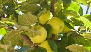 Papierówka - stara odmiana jabłoni