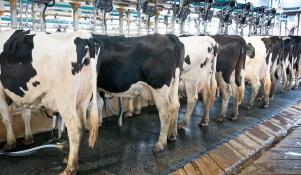 Nowoczesne techniki dojenia krów mlecznych