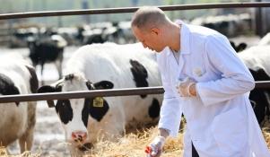 Hodowla krów - wizyta weterynarza