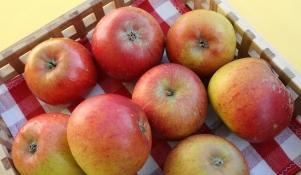 Jabłka odmiany Koksa Pomarańczowa 