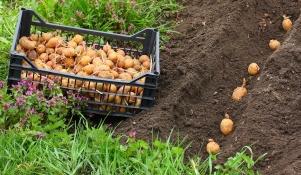 Ziemniaki sadzone w ogródku