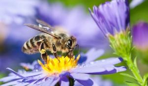 Pszczoła środkowoeuropejska 