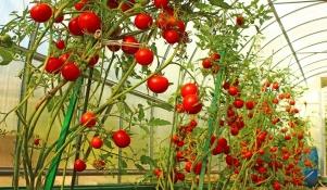 Uprawa szklarniowa pomidorów