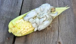 Głownia kukurydzy 