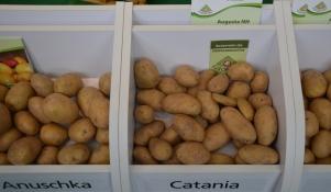 Ziemniaki \'Catania\'