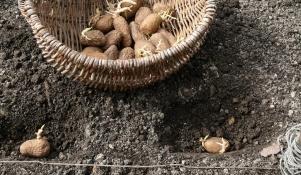 Sadzenie ziemniaków