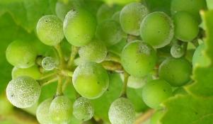 Mączniak prawdziwy na owocach winorośli