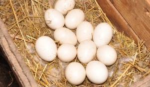 Gniazdo ze złożonymi jajami
