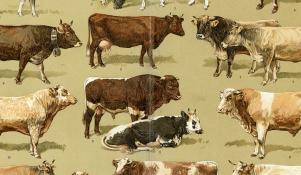 Rasy bydła - grafika
