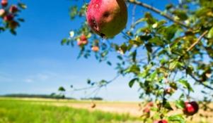 Owoce jabłoni porażone chorobą