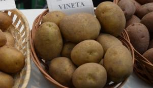 Ziemniaki odmiany Vineta