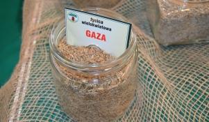 Życica wielokwiatowa Gaza