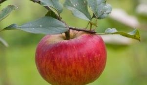 Jabłoń Topaz 
