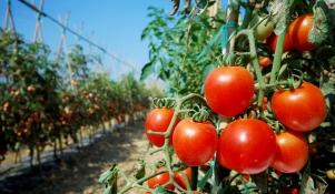 Uprawa pomidorów gruntowych