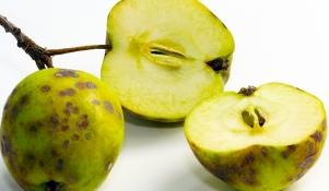 Owoce zaatakowane przez parcha jabłoni