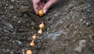 Sadzenie cebuli